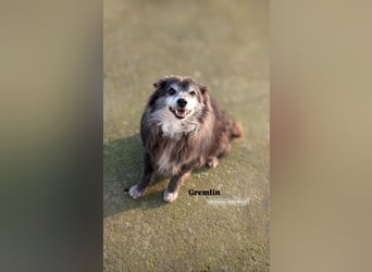 Fati (12) unser alter, kleiner Spitz