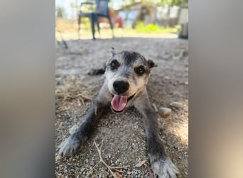 Fati (12) unser alter, kleiner Spitz
