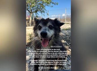 Fati (12) unser alter, kleiner Spitz