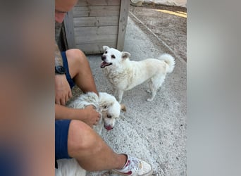Rugi (9) sucht einen gemütlichen Kuschelplatz