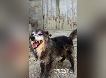 Fati (12) unser alter, kleiner Spitz