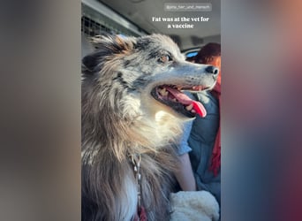 Fati (12) unser alter, kleiner Spitz