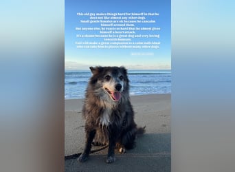 Fati (12) unser alter, kleiner Spitz