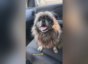 Shifu (8) sucht ein kuscheliges Plätzchen