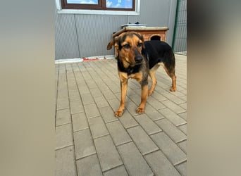 Zarte Hazel wartet so dringend