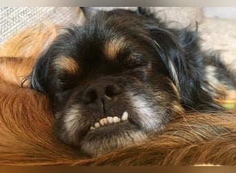 Nannos Charme muss man einfach erliegen! (15345 Reichenow-Möglin)