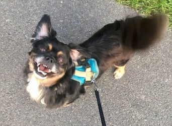 Nannos Charme muss man einfach erliegen! (15345 Reichenow-Möglin)