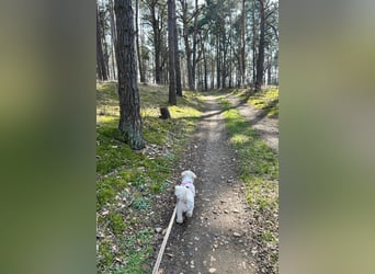 Fonsi - Glückspilz sucht Gleichgesinnte (15938 Drahnsdorf)