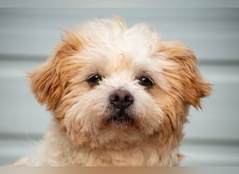 Fonsi - Glückspilz sucht Gleichgesinnte (15938 Drahnsdorf)