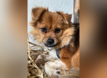 Pumpkin sucht Menschen mit Geduld