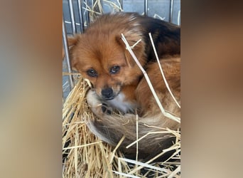 Pumpkin sucht Menschen mit Geduld