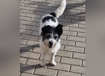 Unser kleiner, süßer Gismo sucht ein warmes Körbchen!