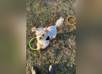 Fonsi - Glückspilz sucht Gleichgesinnte (15938 Drahnsdorf)