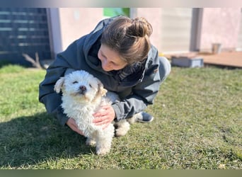 Fonsi - Glückspilz sucht Gleichgesinnte (15938 Drahnsdorf)