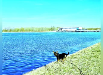 Pintscher Bub RONALDO (*2019) auf PS in 86633 Neuburg