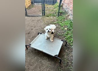 Fonsi - Glückspilz sucht Gleichgesinnte (15938 Drahnsdorf)