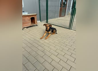 Zarte Hazel wartet so dringend