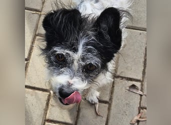 Unser kleiner, süßer Gismo sucht ein warmes Körbchen!