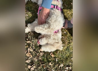 Fonsi - Glückspilz sucht Gleichgesinnte (15938 Drahnsdorf)