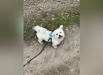 Fonsi - Glückspilz sucht Gleichgesinnte (15938 Drahnsdorf)