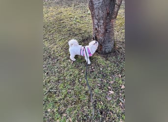 Fonsi - Glückspilz sucht Gleichgesinnte (15938 Drahnsdorf)