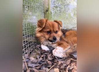 Pumpkin sucht Menschen mit Geduld