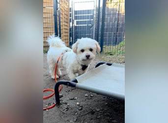 Fonsi - Glückspilz sucht Gleichgesinnte (15938 Drahnsdorf)