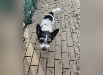 Unser kleiner, süßer Gismo sucht ein warmes Körbchen!