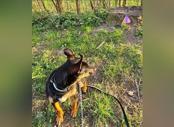 Pintscher Bub RONALDO (*2019) auf PS in 86633 Neuburg