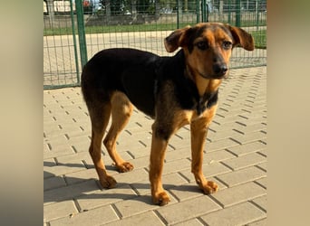 Zarte Hazel wartet so dringend