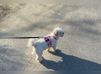 Fonsi - Glückspilz sucht Gleichgesinnte (15938 Drahnsdorf)