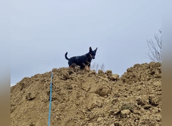 Pintscher Bub RONALDO (*2019) auf PS in 86633 Neuburg