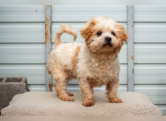 Fonsi - Glückspilz sucht Gleichgesinnte (15938 Drahnsdorf)