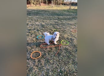 Fonsi - Glückspilz sucht Gleichgesinnte (15938 Drahnsdorf)