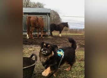 Nannos Charme muss man einfach erliegen! (15345 Reichenow-Möglin)