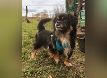 Nannos Charme muss man einfach erliegen! (15345 Reichenow-Möglin)