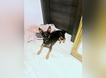 Pintscher Bub RONALDO (*2019) auf PS in 86633 Neuburg