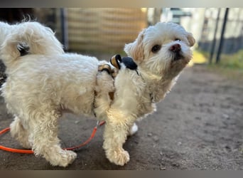 Fonsi - Glückspilz sucht Gleichgesinnte (15938 Drahnsdorf)