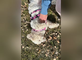 Fonsi - Glückspilz sucht Gleichgesinnte (15938 Drahnsdorf)