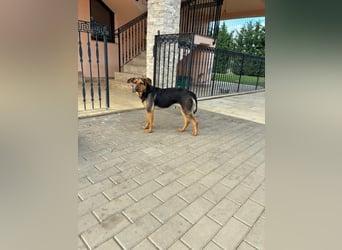 Zarte Hazel wartet so dringend