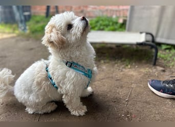 Fonsi - Glückspilz sucht Gleichgesinnte (15938 Drahnsdorf)