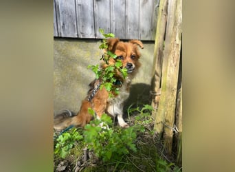 Pumpkin sucht Menschen mit Geduld