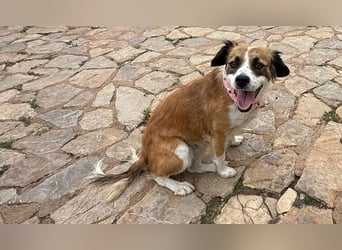 Chispa ist freundlich und verspielt