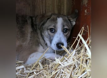 schüchterne JUDY sucht vertrauensvolle Umgebung