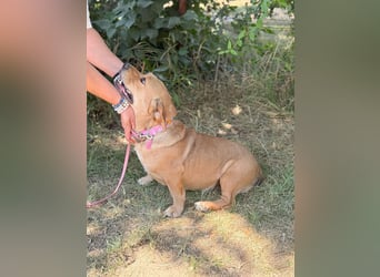Sunny (Sarolta) - Sensible, junge Hündin sucht Menschen mit Herz und Geduld!