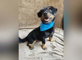 Knox - Kleiner Charmeur sucht sein Für-Immer-Körbchen!