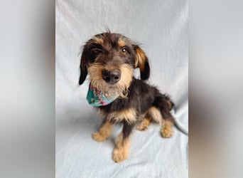 Norton - Süßer Hundejunge sucht liebevolle Menschen!