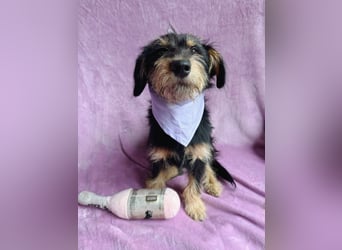 Norton - Süßer Hundejunge sucht liebevolle Menschen!