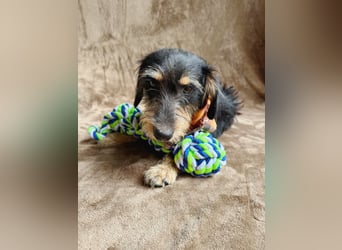 Norton - Süßer Hundejunge sucht liebevolle Menschen!