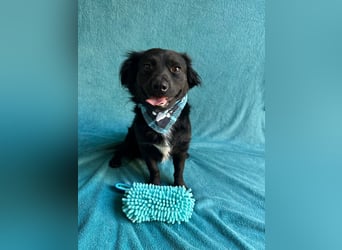 Chico - Sanfter kleiner Herzenshund sucht sein Zuhause!